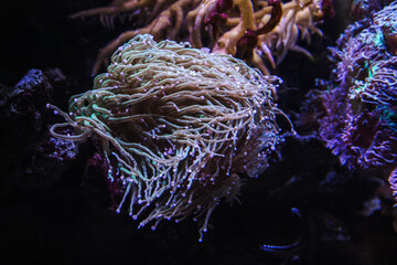 Naklejka na ściany i meble Saltwater anemone in an aquaculture scenery