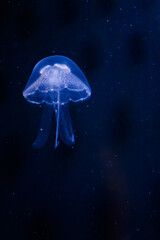 Moon jellyfish