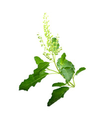 Naklejka premium Holy Basil,Ocimum sanctum isolate on white