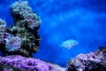 Fototapeta na wymiar Green chromis fish in a saltwater tank