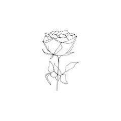 Fototapeta na wymiar Simple and clean hand drawn floral. Sketch style botanical illustration. Great for invitation, greeting card, packages, wrapping, etc. 