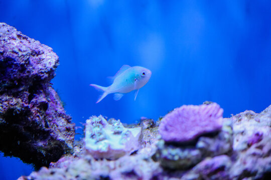 Green chromis fish in a saltwater tank