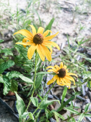 Black Eyed Susan