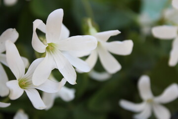 Little white flowers - close up