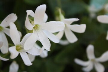 Fototapeta na wymiar Little white flowers - close up