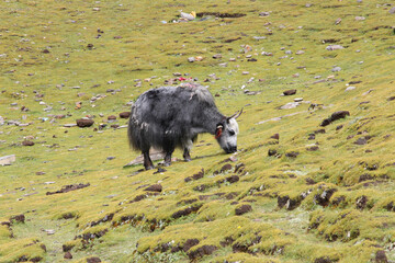 Yak eating grass near the Karola glacier, Tibet, China