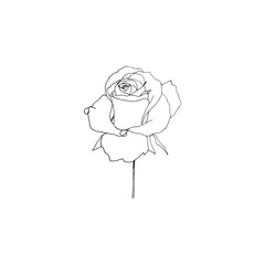 Simple and clean hand drawn floral. Sketch style botanical illustration. Great for invitation, greeting card, packages, wrapping, etc. 