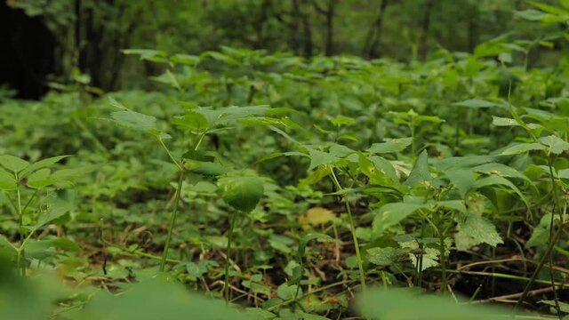 Low angle shot moving across the new growth of a deciduous forest floor in eastern europe. 