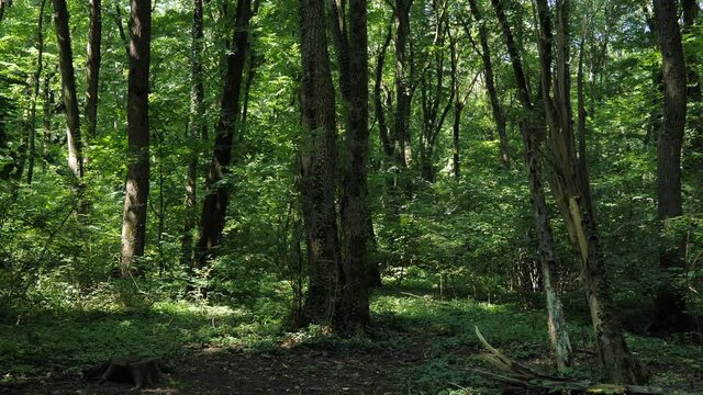 Static locked off shot of Elm trees in a deciduous forest of europe. 