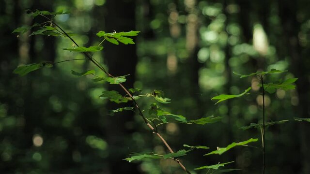 Young leaves in soft light growing in a european woodland. Shallow focus locked off shot.