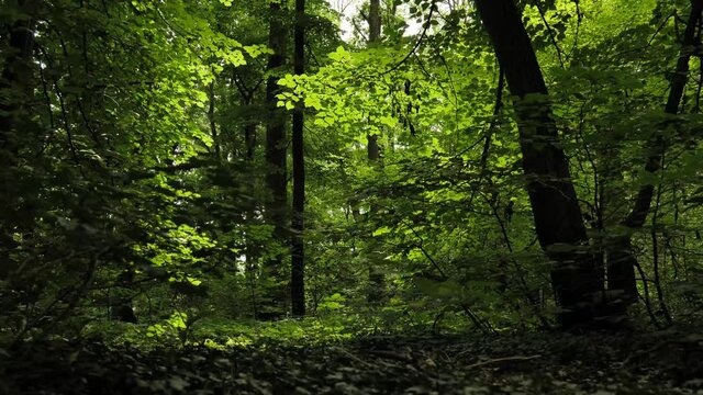 Left to right panning shot of lush green deciduous forest floor on a summers day. Romainia.