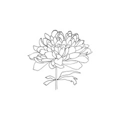Simple and clean hand drawn floral. Sketch style botanical illustration. Great for invitation, greeting card, packages, wrapping, etc. 