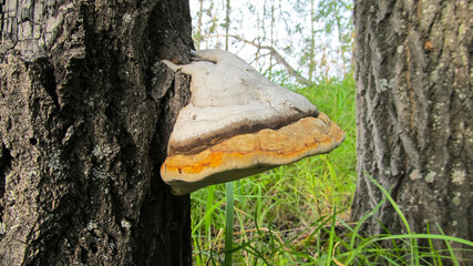 tinder fungus on a tree in the forest
