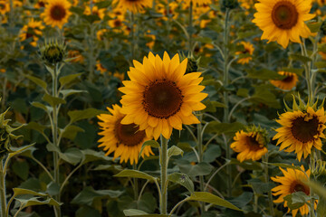 field of sunflowers