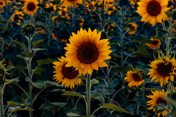 Fototapeta na wymiar sunflowers in the garden