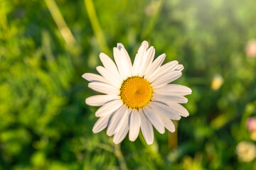 White and yellow daisy flowers on a green blurred background.