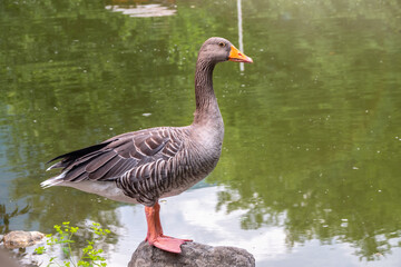 The wild greylag goose standing on the green shore of the pond
