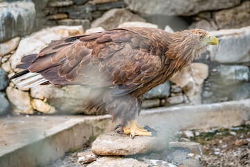 The bird of prey, Steppe Eagle proudly sits in the aviary. Aquila nipalensis