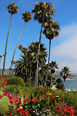 Palm trees and flowers against a blue sky on the shore of Central beach in Laguna Beach, California