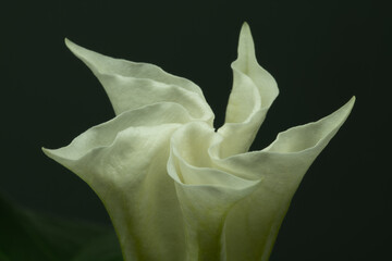 Datura blooming macro landscape
