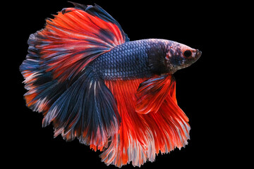 Beautiful movement of red blue Siamese fighting fish, betta splendens (Halfmoon betta ), isolated on black background.