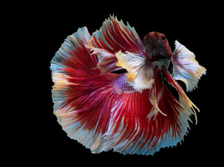 Rhythmic of red betta fish, Beautiful movement of Siamese fighting fish, betta splendens (Halfmoon betta ), isolated on black background.