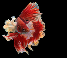 Rhythmic of red betta fish, Beautiful movement of Siamese fighting fish, betta splendens (Halfmoon betta ), isolated on black background.