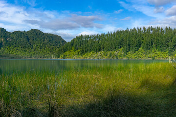 Fototapeta premium Lake view across reeds on edge to tree frerns lining other side and plantation pine trees behind.