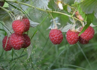 raspberry in the garden