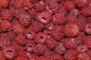 close up of ripe raspberries