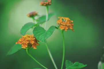 orange butterfly on a flower