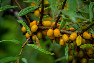 Branch with berries of sea buckthorn and green leaves