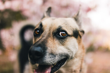 a german shepherd mix looking very cute in front of some japanese cherry blossoms. the cherry blossoms are pink and beautiful. the dog's eyes are brown and adorable. the ears are pricked and big. 