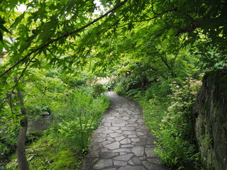 新緑の小道
