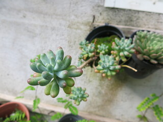 Sedum Pachyphyllum Rose of succulent plants are blooming