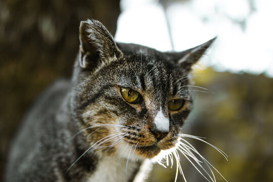 a wild tabby cat that i photographed in park in japan. the cat's eyes are yellow and beautiful. the cat has stripes like tiger and white markings.the cat is on a tall wall and looks very beautiful. 