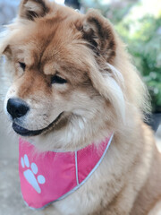 portrait of a dog #chowchow