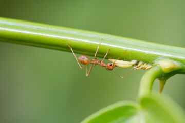 Red ant on leaf