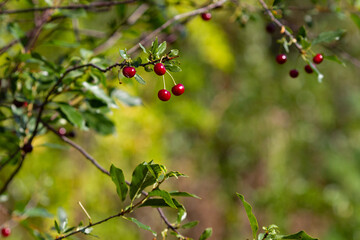 Real nature bakround: cherry on a branch in a cherry orchard on a sunny summer day. Harvesting