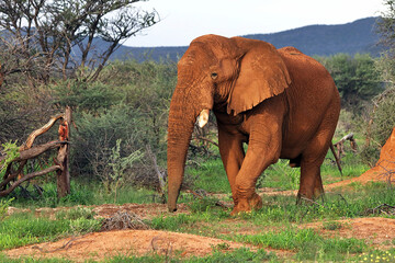 African Bush Elephant (Loxodonta africana) walking through thorn trees during the rainy season in Erongo Region, Namibia