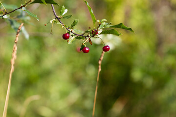 Real nature bakround: cherry on a branch in a cherry orchard on a sunny summer day. Harvesting