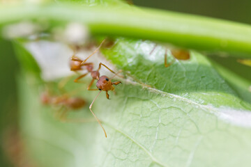 Red ant on leaf