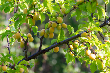 Home gardening: green and yellow plums on a tree on a summer day. Real natural backround