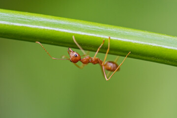 Red ant on leaf