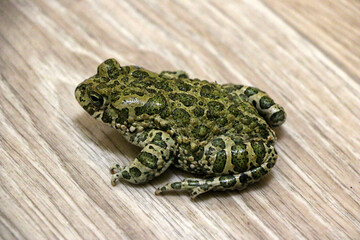 big green frog on colored background. spotted swamp toad, with large eyes and many warts.
