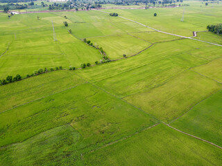 Aerial photograph, Green rice fields in rural areas, Thailand