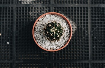 Close up on the top view of a cactus in a tree shop