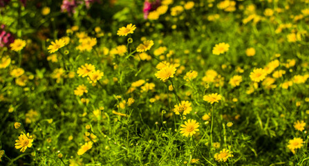 Colorful floral backdrops. Tropical and jungle themes for lifestyle in summer and every season.
