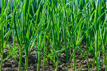 Green garlic stalks grow on an earthen bed in summer