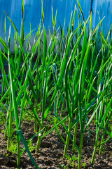 Obraz premium Green garlic stalks grow on an earthen bed in summer
